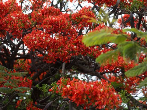 Flamboyants colorem as ruas do Distrito Federal