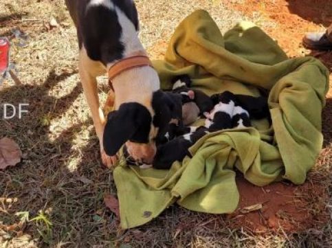 Bombeiros resgatam cadela e 11 filhotes que estavam presos em buraco