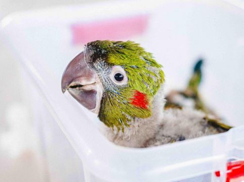 Aves raras, duas ararinhas-de-testa-vermelha nascem no Zoo de Brasília